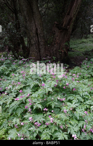 Laurisilva oder Laurel Wald auf La Gomera, Kanarische Inseln, Spanien. Die Blüten sind endemisch auf Gomera (Geranium Canariense). Stockfoto