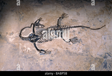 Trias fossile Reptil Keichousaurus Hui, China Stockfoto