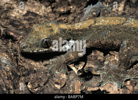 Fliegender Gecko Ptychozoon Kuhli, Gekkonidae, Asien Stockfoto