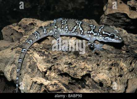 Termite Hill Gecko Hemidactylus Triedrus Triedus, Gekkonidae, Pakistan, Indien Stockfoto