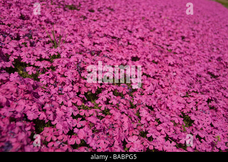 Eine massenhafte Anpflanzung von hellen rosa Moss Phlox Phlox Subulata, blüht im April in Japan s Kanto-region Stockfoto