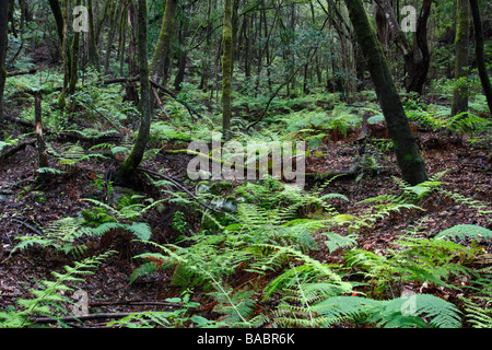Laurisilva oder Laurel Wald auf La Gomera, Kanarische Inseln, Spanien Stockfoto