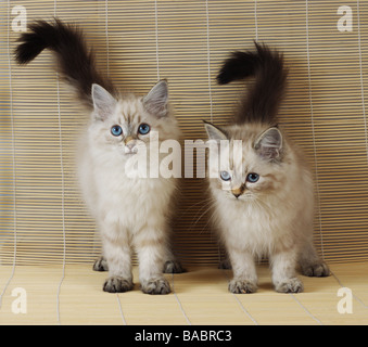 Zwei Neva Masquerade Kätzchen (AKA Colorpoint sibirische Waldkatze). Stockfoto