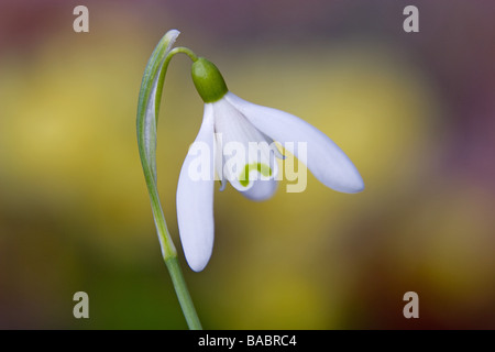 Galanthus Hybrid Schneeglöckchen Frühling Fotografien RHS Garden Harlow Carr Harrogate North Yorkshire England im März Stockfoto