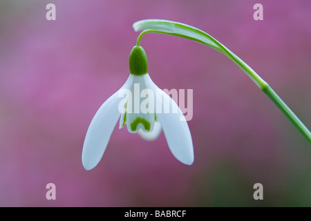 Galanthus Hybrid Schneeglöckchen Frühling Fotografien RHS Garden Harlow Carr Harrogate North Yorkshire England im März Stockfoto