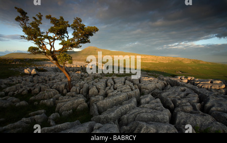 Blick auf einen einsamen Baum auf Skalen Moor mit Blick auf Ingleborough bei Sonnenuntergang in den Yorkshire Dales, England Stockfoto