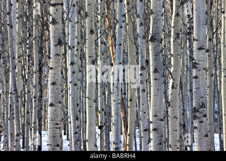 Espe Bäume im Winter. Stockfoto