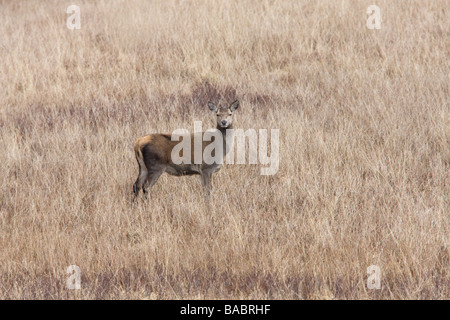 Rothirsch Cervus Elaphus Erwachsenfrau bei Grass Punkt Isle of Mull Stockfoto