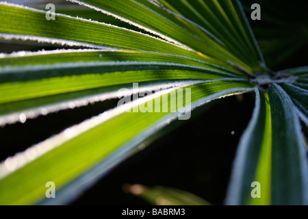 Trachycarpus Fortunei / Trachycarpus Palmblatt mit Frost fangen Sonnenlicht, dunkler Hintergrund Stockfoto