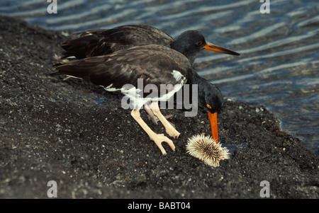 Galapagos-Inseln. Amerikanischer Austernfischer. Erwachsenen "zeigt" juvenile wie ein Seeigel zu öffnen... Stockfoto