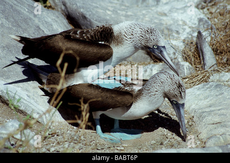 Galapagos-Inseln. Blau-footed Booby.Pair Paarung am Brutplatz. Stockfoto