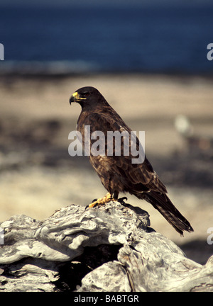 Galapagos-Inseln. Galapagos Hawk "Buteo Galapagoensis" Erwachsenen stehen auf einer Lava-Gestein. Stockfoto