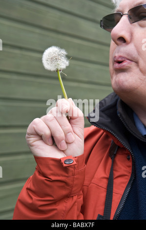 Mann bläst bei Löwenzahn (Taraxacum Officinale) seeding Kopf alten Moor RSPB Feuchtgebiete Nature Reserve South Yorkshire England UK Stockfoto