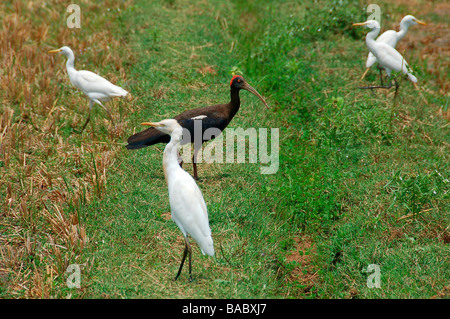 Schwarze Ibis und Egreats Stockfoto