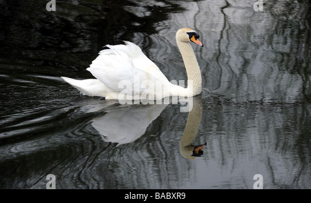 EIN HÖCKERSCHWAN (CYGNUS OLOR) SCHWIMMEN AN EINEM FLUSS, UK Stockfoto