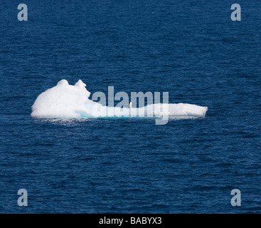 Eine 1 Adelie Pinguin Pygoscelis Adelie auf Eisberg nahe der antarktischen Halbinsel Antarktis Stockfoto