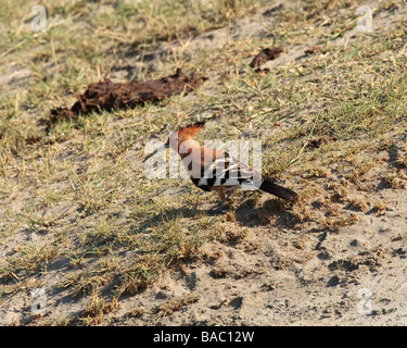 Afrikanische Wiedehopf (Upupa Africana) auf Boden, Tansania Stockfoto