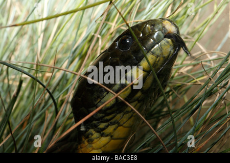 Tiger Giftschlange, Notechis Scutatus, gefunden im südlichen und östlichen Australien und das ranking als eines der tödlichsten Schlangen der Welt Stockfoto