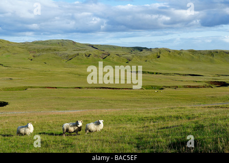 Island, Nord-Ost Region, Eldhraun Bereich, Schafe Stockfoto
