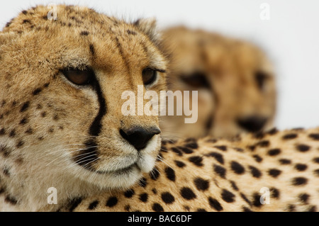 Gepard (Acinonyx Jubatus) Mutter und Jungtier Porträt, Masai Mara, Kenia Stockfoto
