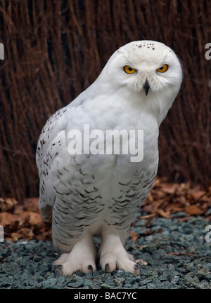 Juvenile Männchen Schnee-Eule (Bubo Scandiacus) Stockfoto