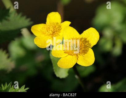 Marsh Marigold, Caltha Palustris, Butterblume Stockfoto