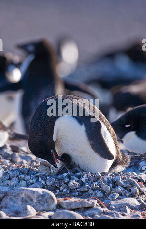 Adelie Penguin Pygoscelis Adeliae Fütterung frisch geschlüpften Küken auf Paulet Insel antarktischen Halbinsel Antarktis Stockfoto