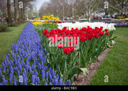 Tulpen Blumen im Keukenhof Park, Lisse, Niederlande. Stockfoto