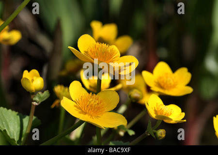 Marsh Marigold Caltha Palustris Familie Butterblume Makroaufnahme Blütenstruktur in Frühlingssonne Stockfoto