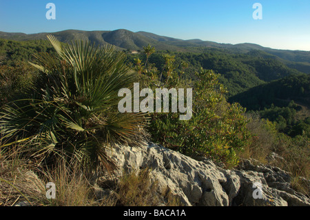 Mittelmeer Zwergpalme Chamaerops Humilis wächst auf Felsen im Nationalpark Garraf Stockfoto