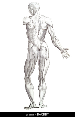 Muskel Muskeln Körper menschlichen Stockfoto