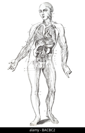 Herz-Kreislauf-system Stockfoto