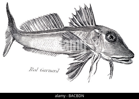 Roter Knurrhahn Aspitrigla cuculus Stockfoto, Bild 58330837 Alamy