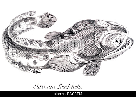 Surinam Krötenfisch Batrachoididae Knochenfische Batrachoidiformes benthischen Hinterhalt Raubtiere Raubtier bevorzugen sandige schlammige Untergründen Stockfoto