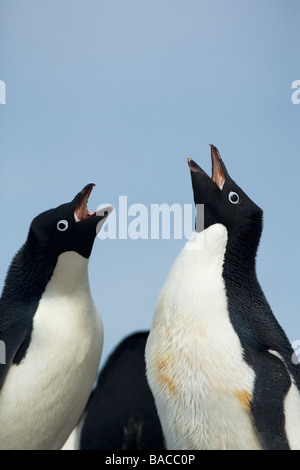 Zuchtpaar von Adelie-Pinguine Pygoscelis Adeliae Gruß Paulet Insel antarktischen Halbinsel Antarktis Stockfoto