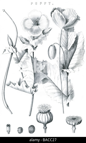 poppige bunte Blumen Pflanzen Wildblumen Arten krautige weiß rosa gelb orange rot und blau Papaver Orientale Rhoeas opium Stockfoto