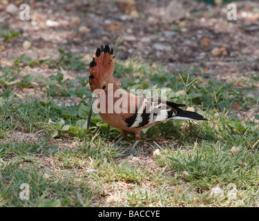 Afrikanische Wiedehopf (Upupa Africana) auf Boden, Tansania Stockfoto