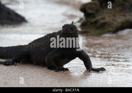 Marine Iguana (Amblyrhynchus Cristatus SSP Hassi). Dragon Hill, Santa Cruz Island, Galapagos-Inseln. Stockfoto