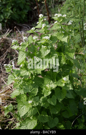 Jack von der Hecke oder Knoblauchsrauke Alliaria Petiolata, Brassicaceae Stockfoto