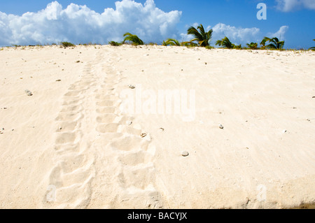 Schildkröte-Tracks auf Sandy Cay Carriacou Grenada Stockfoto