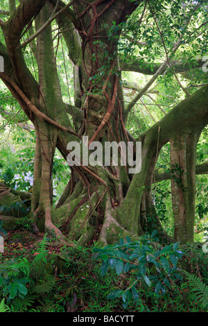 Banyan-Baum entlang der Pipiwai Trail Waimoku Rückgang im Bereich Kipahulu des Haleakala National Park auf Maui, Hawaii Stockfoto