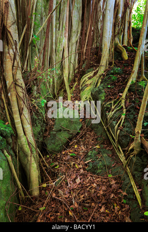 Banyan-Bäume und Wurzeln auf dem Pipiwai Trail im Mauis Haleakala National park Stockfoto