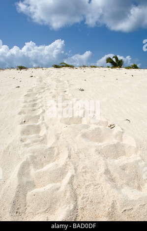 Schildkröte-Tracks auf Sandy Cay Carriacou Grenada Stockfoto