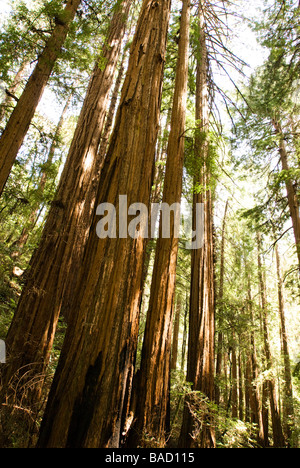 Sequoia Wald in Kalifornien Stockfoto