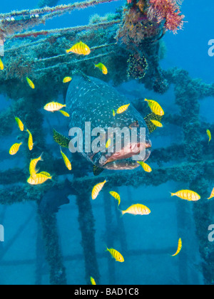 Riesiger Grouper in künstliches Riff umgeben von gelben pilot Buchsen in künstliches Riff. Stockfoto