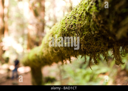 Sequoia Wald in Kalifornien Stockfoto