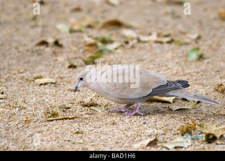 Eurasian Collared Taube Streptopelia Decaocto Fütterung vor Ort in Barcelona Stockfoto