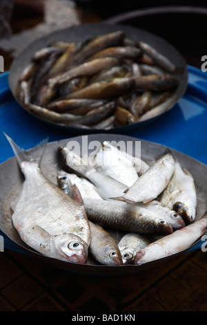 Fisch zum Verkauf auf dem Markt Stockfoto