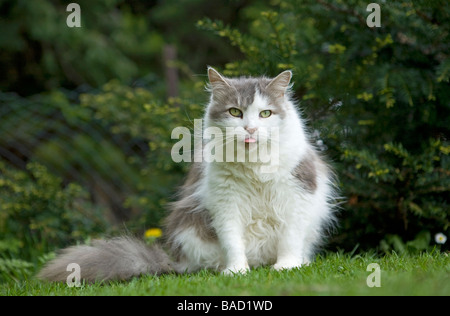 Große flauschige graue und weiße Katze (Felis Catus) mit Zunge, die während einer Grooming-Sitzung herausragt, während sie auf Gras im Garten sitzt Stockfoto