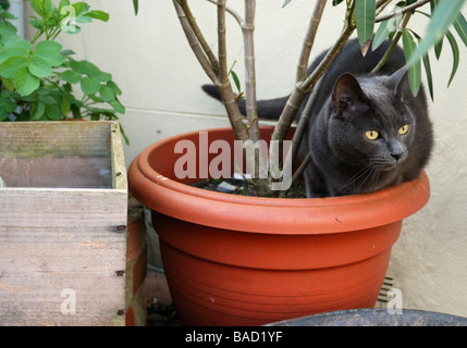 Eine Warnung Holzkohle graue Katze sitzend in einem Blumentopf Stockfoto